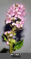 Слика од Spiraea salicifolia L.