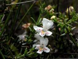 Image of Westringia rigida R. Br.