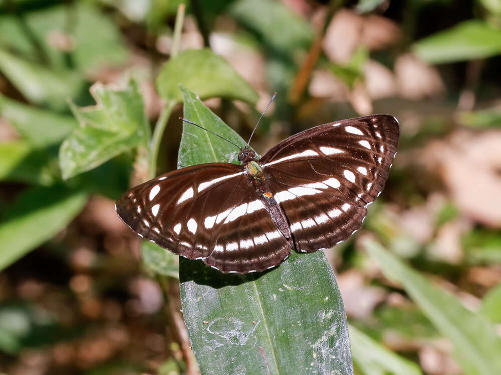 Image of Neptis clinia Moore 1872