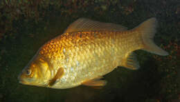 Image of Gibel carp