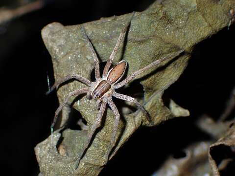 Image of Dolomedes minor L. Koch 1876