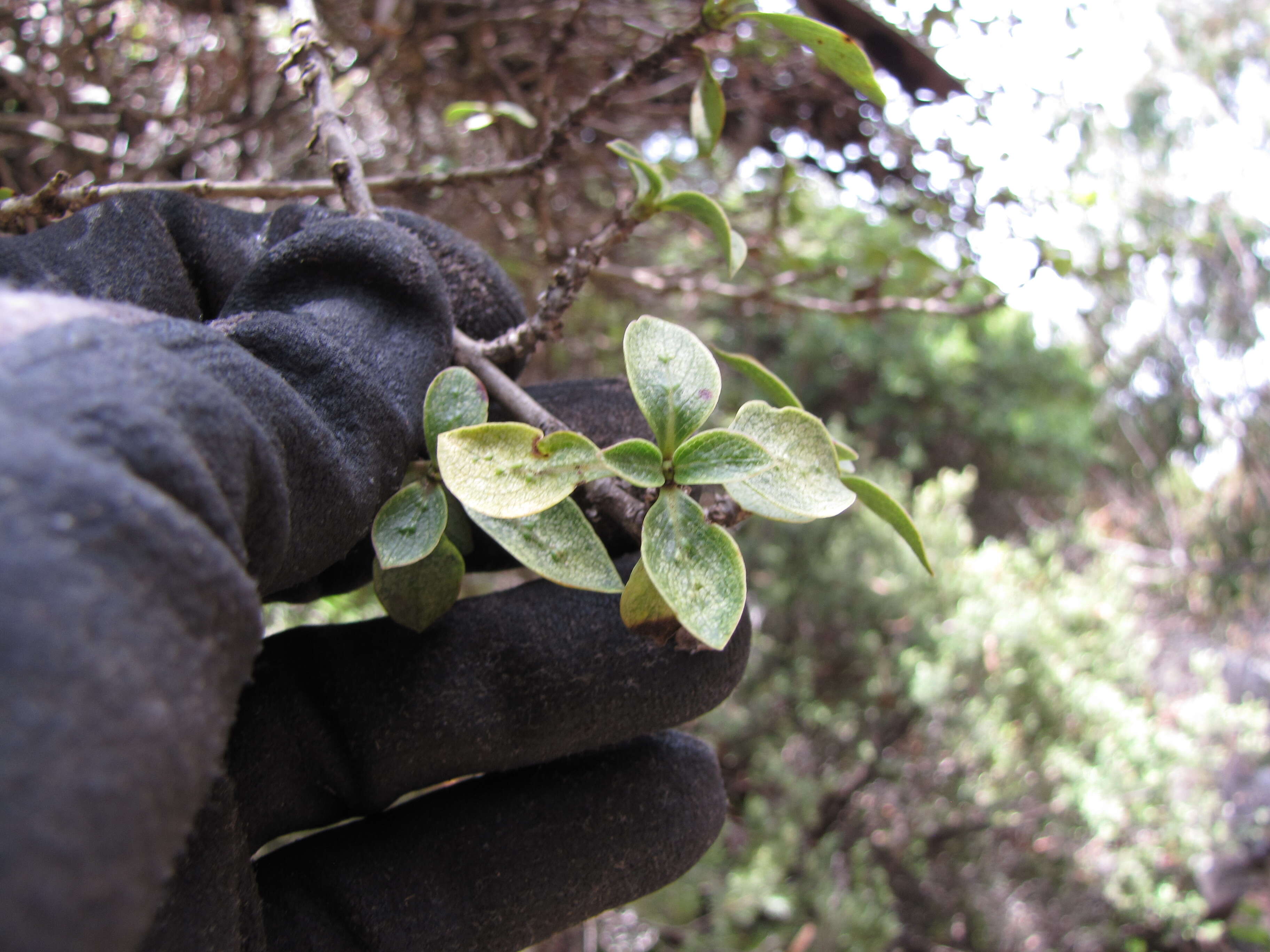 Image of alpine mirrorplant