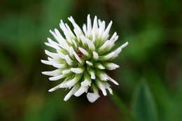 Imagem de Trifolium montanum L.