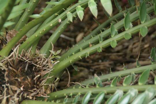 Encephalartos aemulans Vorster resmi