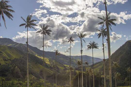 Image of Wax palm