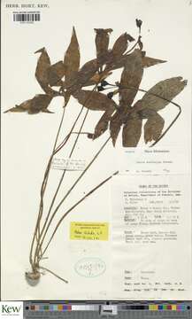 Image of Tacca ebeltajae Drenth