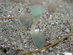 Image of large green phoronid