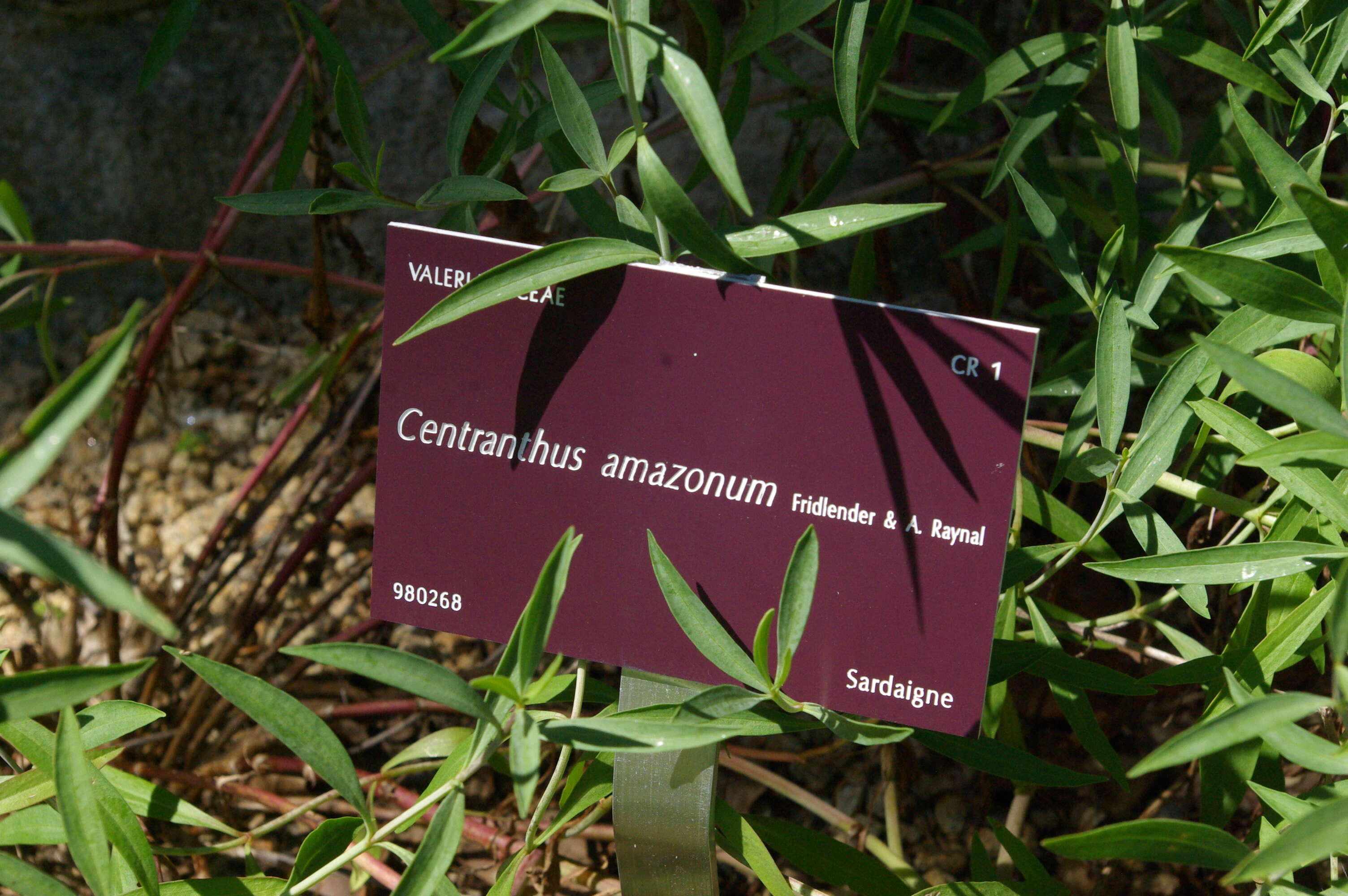 Image of Centranthus amazonum A. Fridlender & A. Raynal-Roques