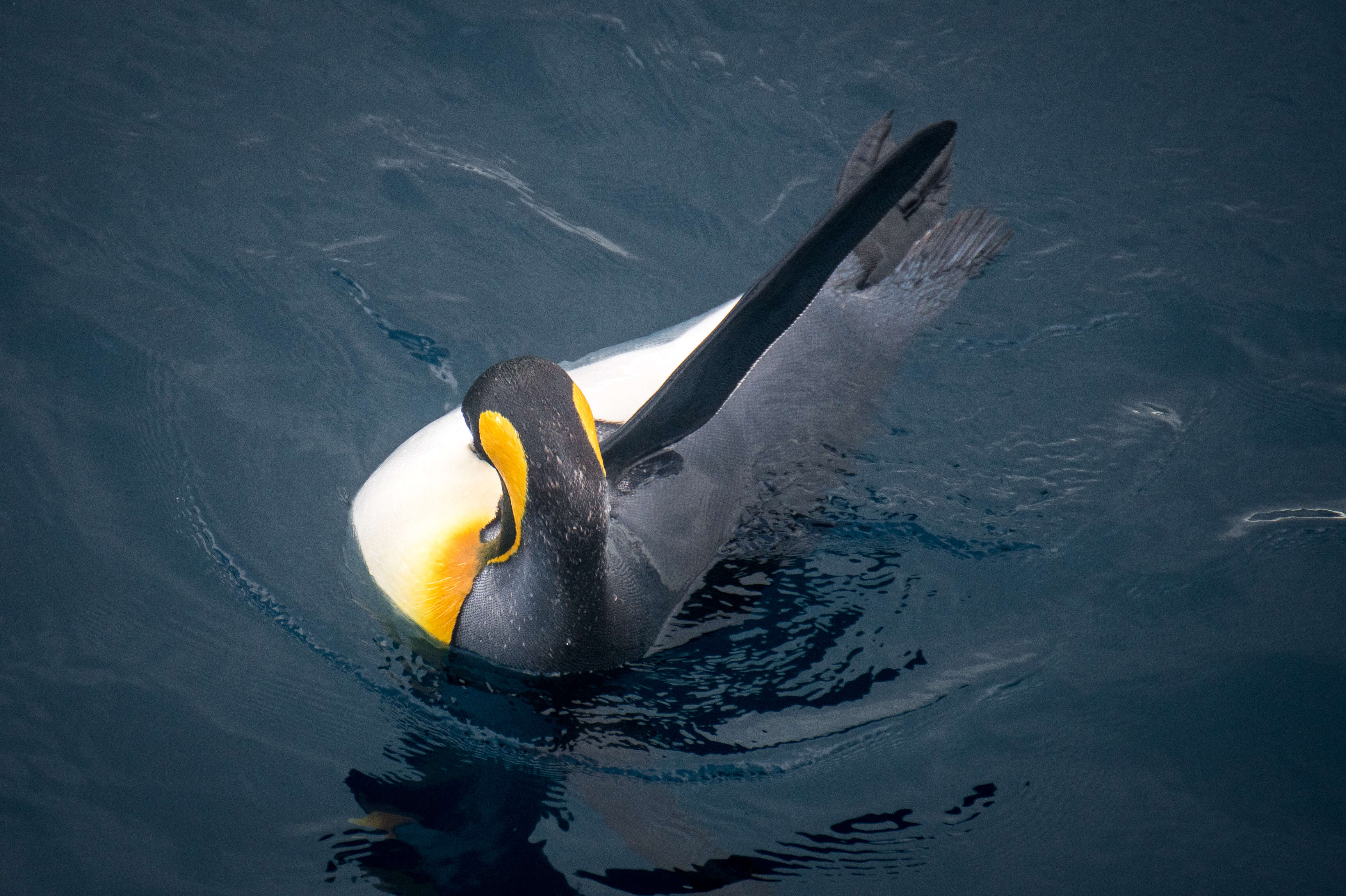 Image of King Penguin