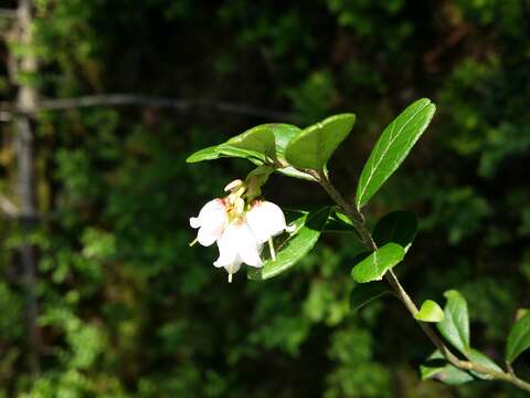 Image of lingonberry