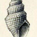 Image of Taranidaphne nereidum (Melvill & Standen 1903)