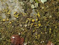 Image of Hidden goldspeck lichen