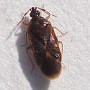 Image of Loricula pselaphiformis Curtis 1833