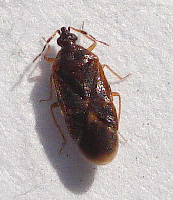 Loricula pselaphiformis Curtis 1833的圖片