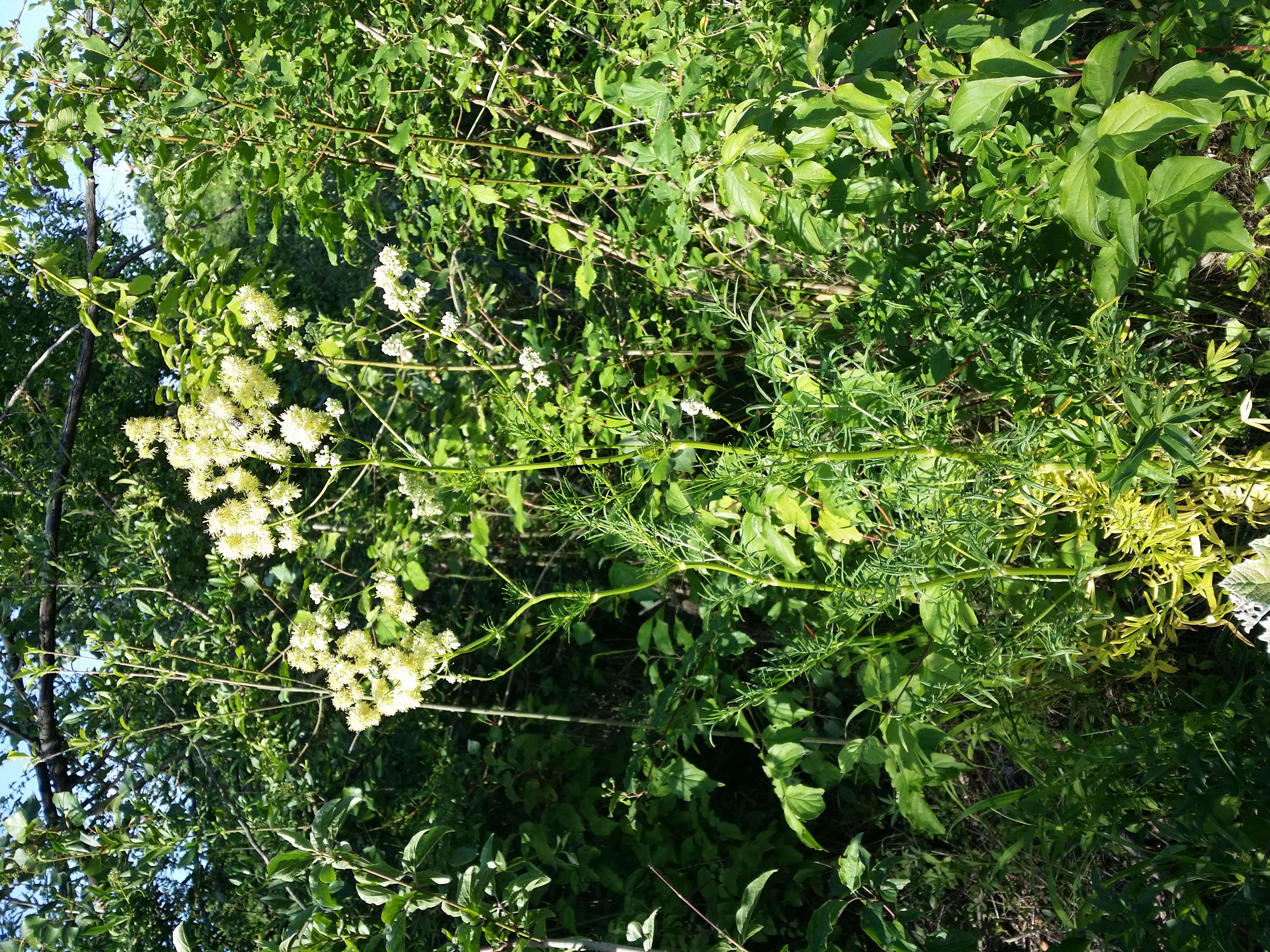 Image de Thalictrum lucidum L.