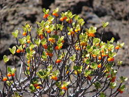 Image of alpine mirrorplant