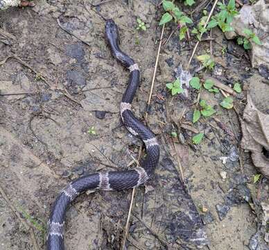 Image of Mountain Wolf Snake