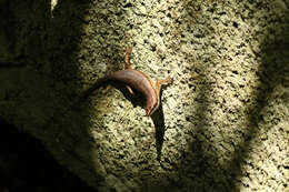 Image of Seychelles skink