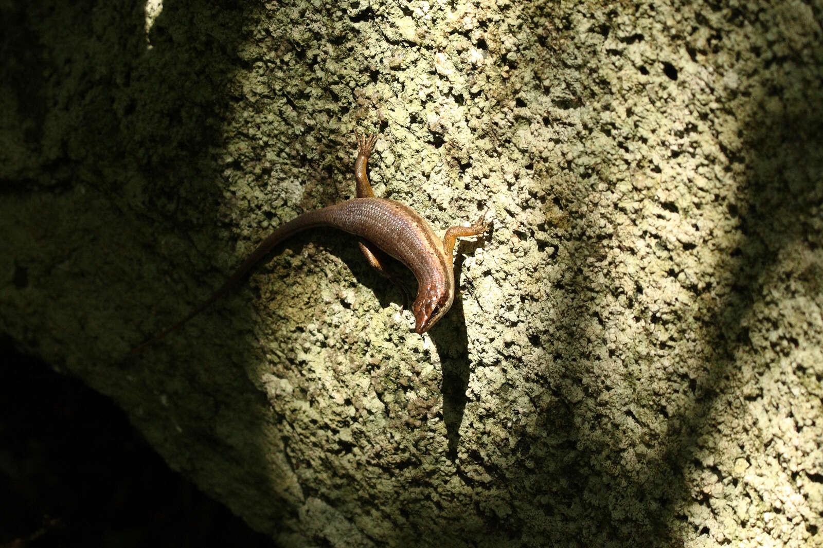 Imagem de Trachylepis seychellensis