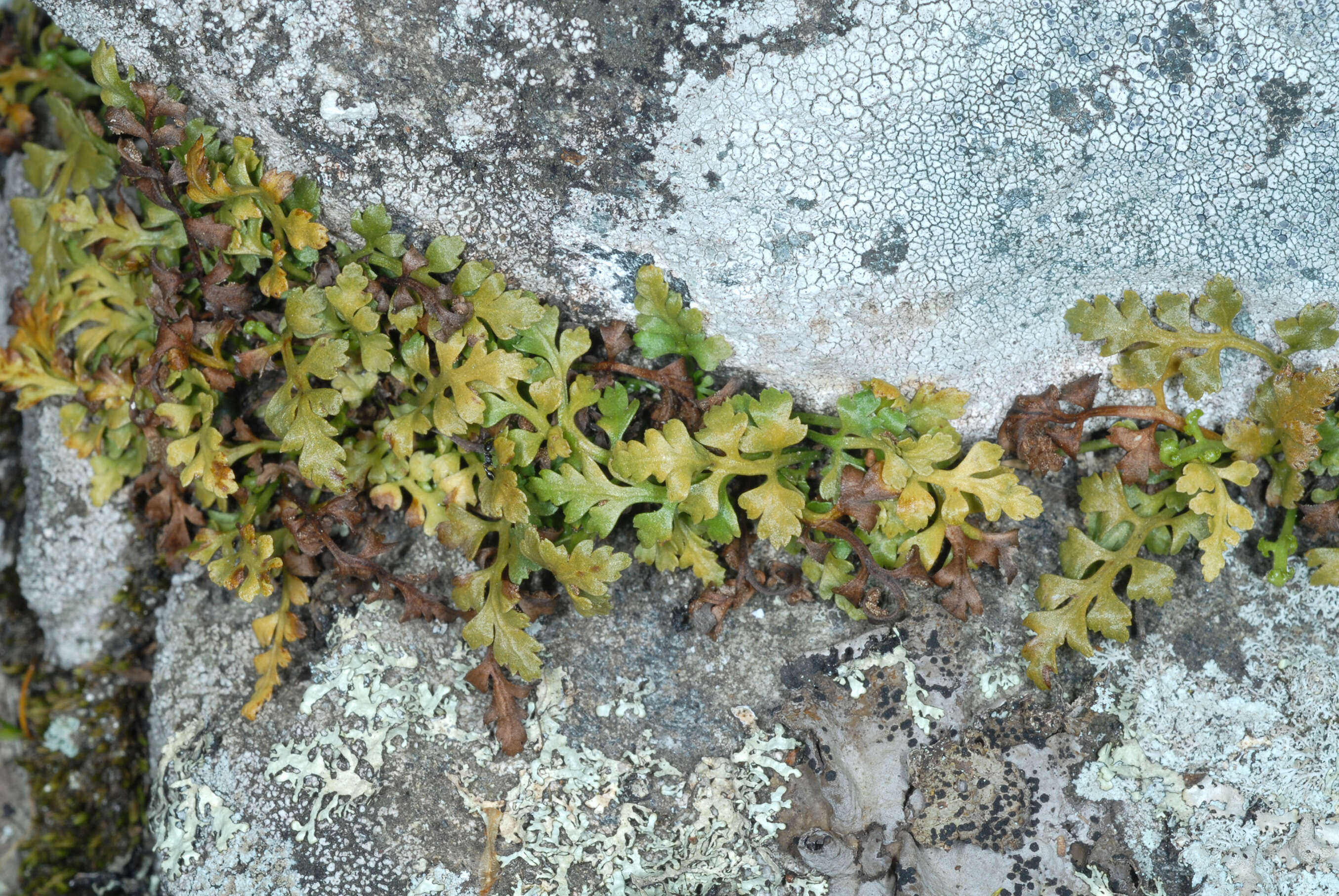 Image of mountain spleenwort