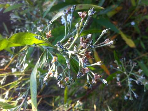 Image of Rhadinothamnus anceps (DC.) Paul G. Wilson