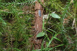 Image of Brush Cypress Pine