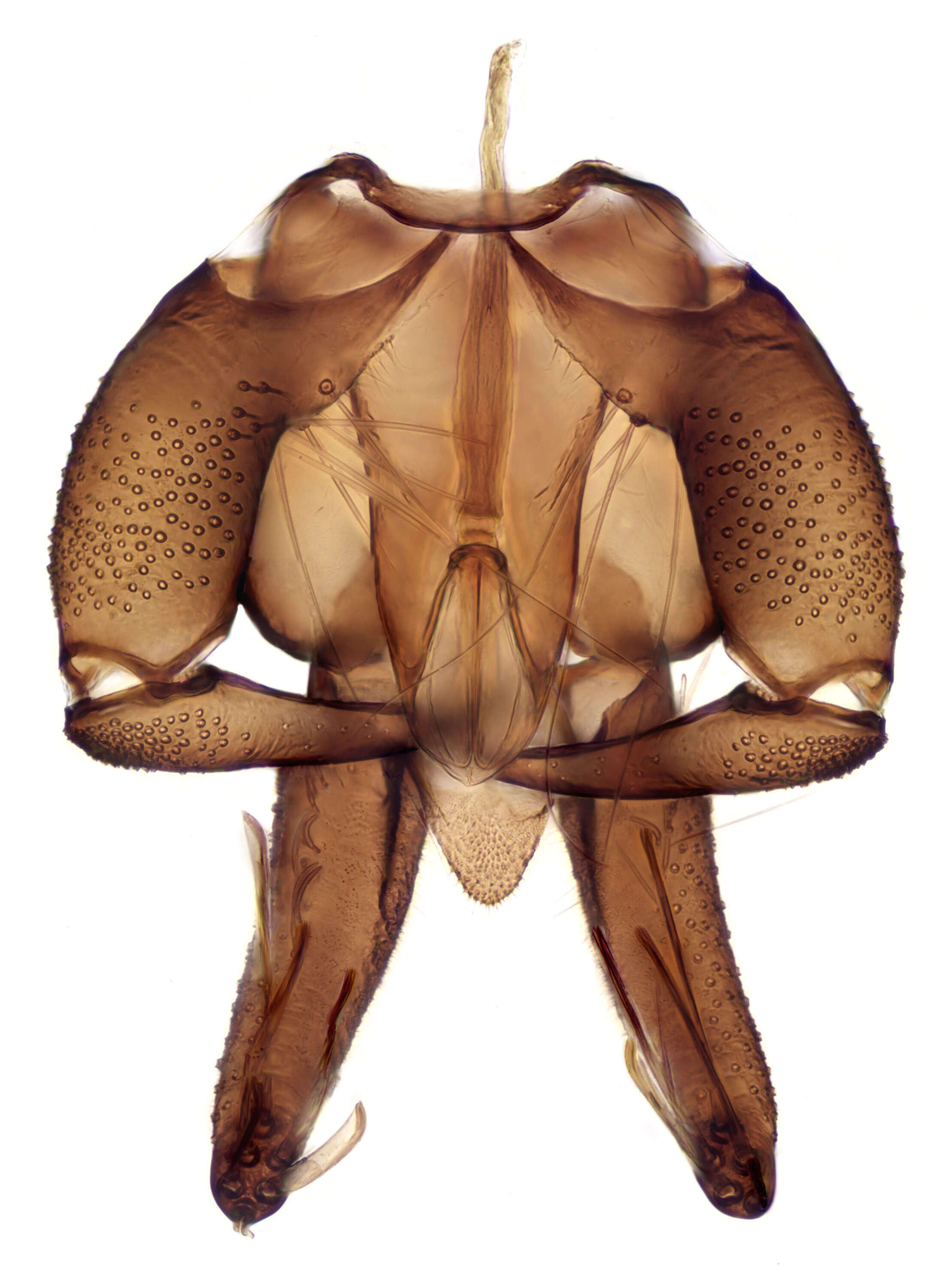 Image of moth flies and sand flies