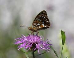 Image of High brown fritillary