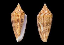 Image of Conus indomaris (Bozzetti 2014)