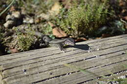 Image of Psammodromus occidentalis Fitze, Gonzalez-jimena, San-jose, San Mauro & Zardoya 2012