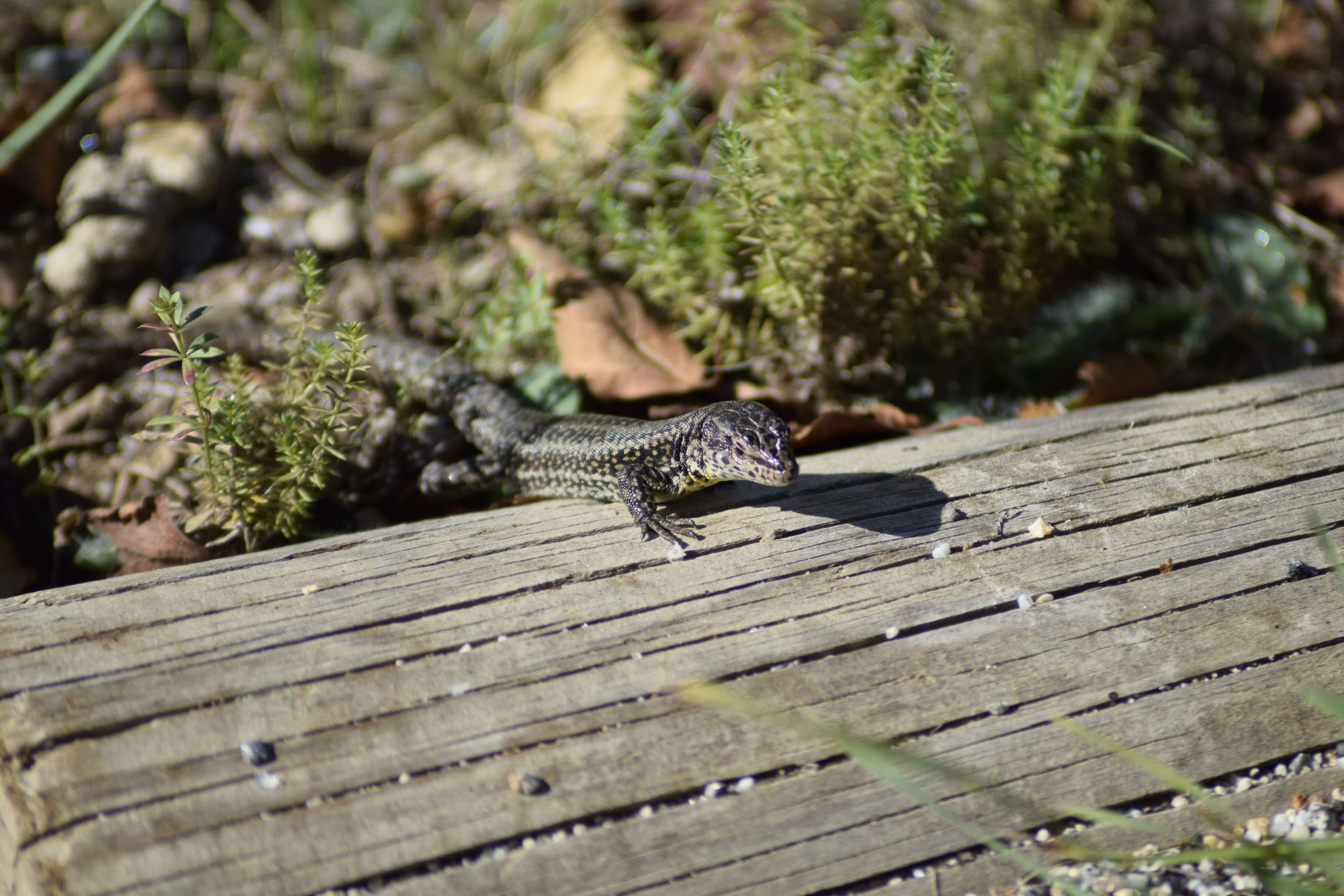 Image of Psammodromus occidentalis Fitze, Gonzalez-jimena, San-jose, San Mauro & Zardoya 2012