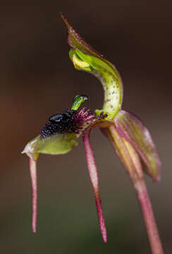 Imagem de Chiloglottis seminuda D. L. Jones