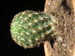 Echinopsis tiegeliana (Wessner) D. R. Hunt resmi