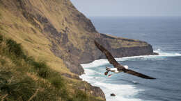 Image of Indian Yellow-nosed Albatross