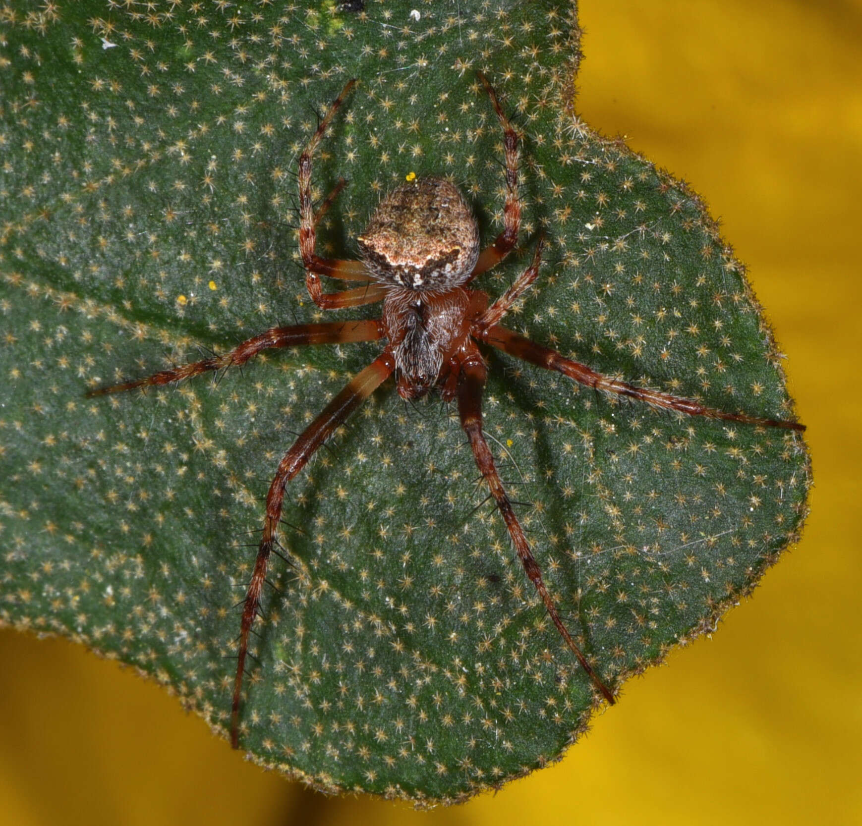 Image of Araneus bispinosus (Keyserling 1885)