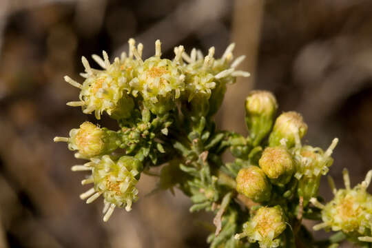 Image of yerba de pasmo