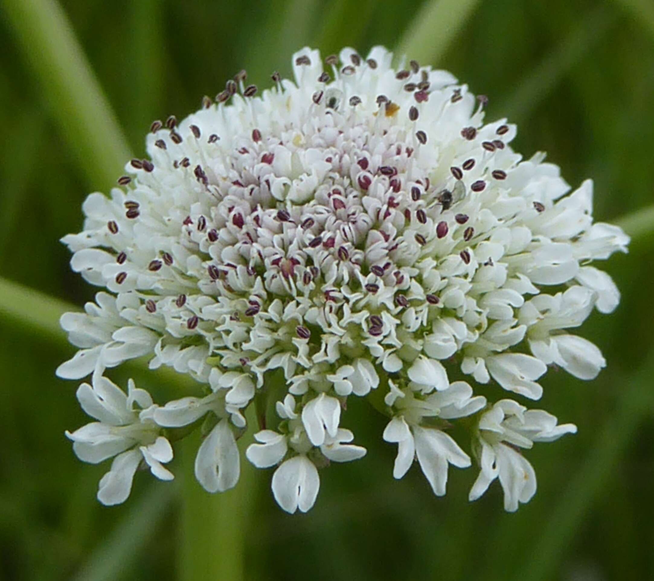 Imagem de Oenanthe silaifolia Bieb.