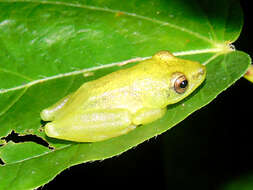 Image of Parker's Reed Frog