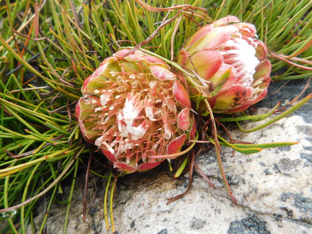 Image of Protea montana E. Mey. ex Meissn.