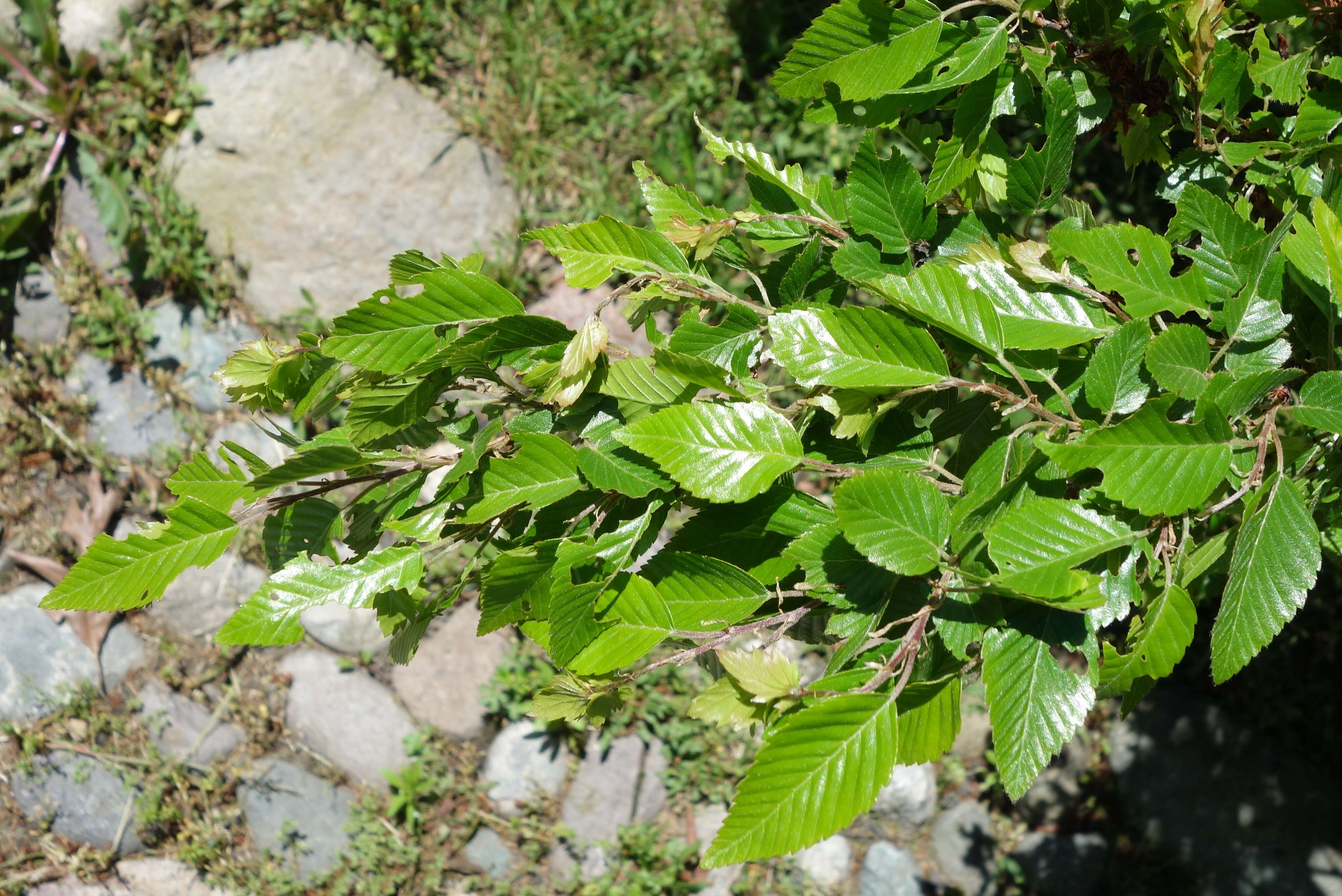 Image of Carpinus turczaninowii