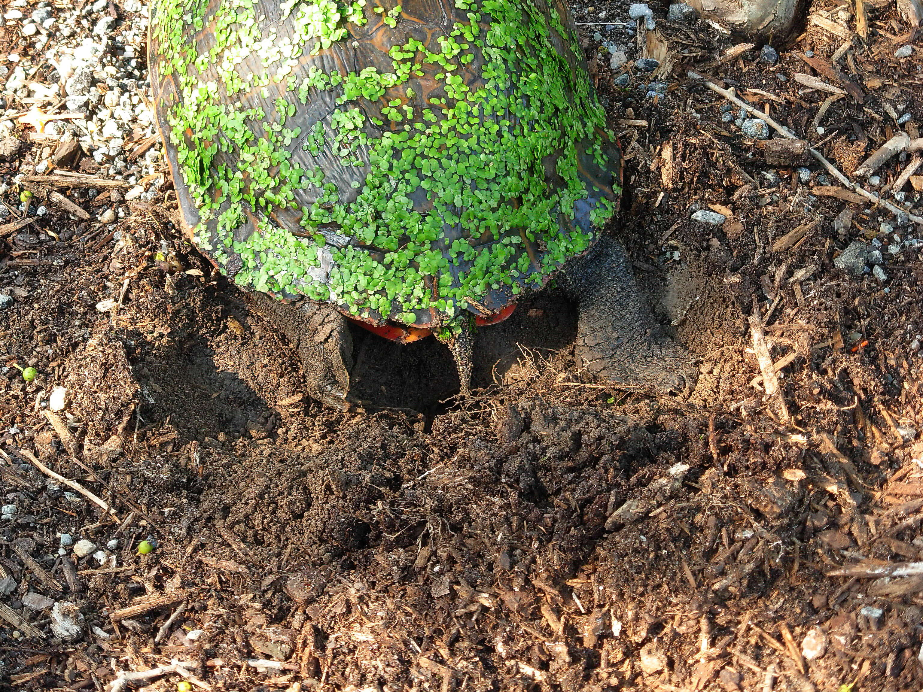 Image of American Red-bellied Turtle