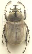 Image of Megasoma anubis (Chevrolat 1836)