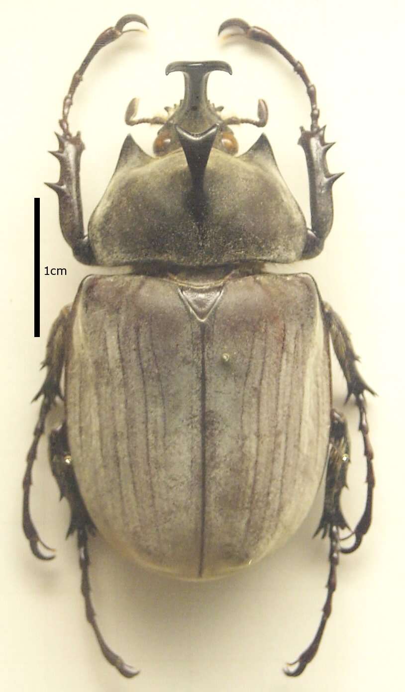 Image of Megasoma anubis (Chevrolat 1836)