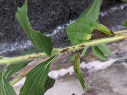 Sivun Stevia rebaudiana (Bertoni) Bertoni kuva