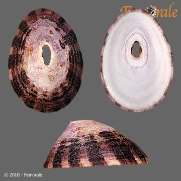Image of Fissurelloidea