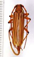 صورة Malacopterus