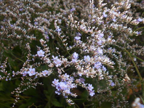 Image of Sea lavendar