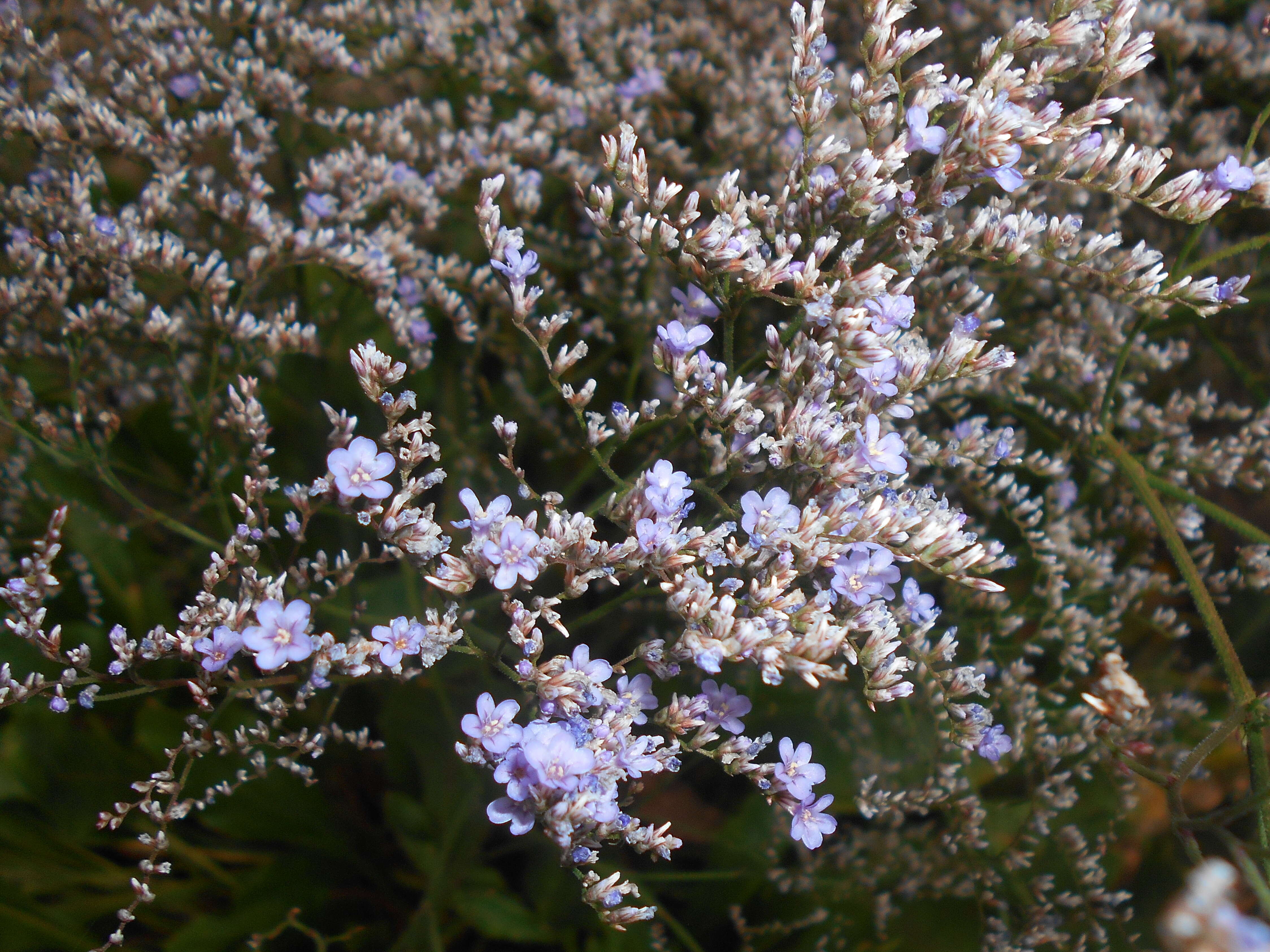 Imagem de Limonium gerberi A. Soldano