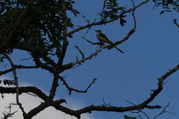 Image of Scissor-tailed Flycatcher