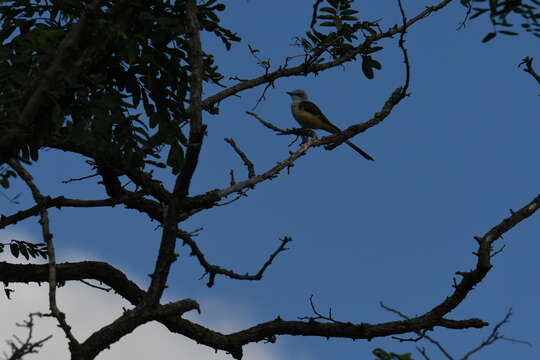 Image of Scissor-tailed Flycatcher